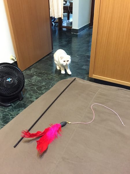 IMG_5271.jpg IMG_5271.jpg