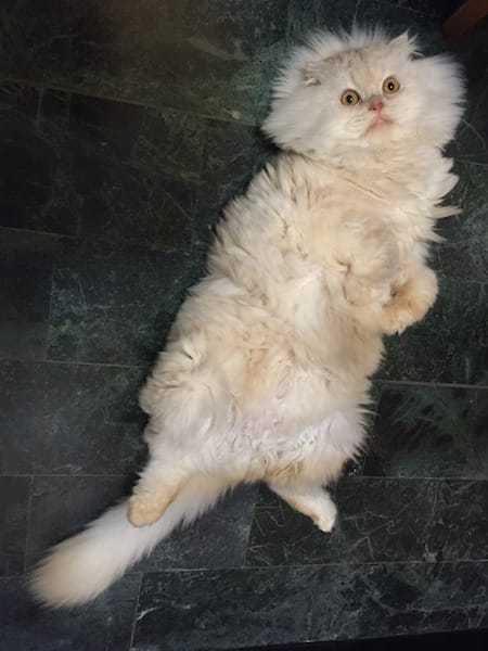 IMG_3414.jpg IMG_3414.jpg