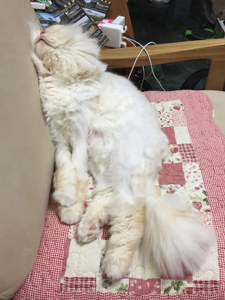 IMG_1862.jpg IMG_1862.jpg