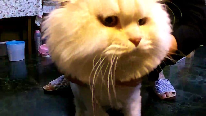 IMG_4454.jpg IMG_4454.jpg