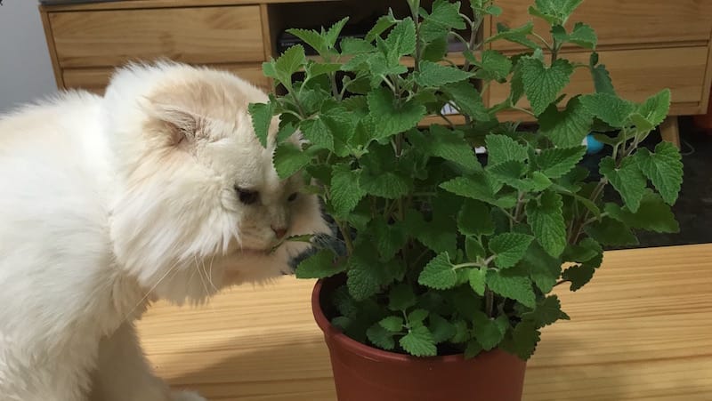 IMG_4708.jpg IMG_4708.jpg