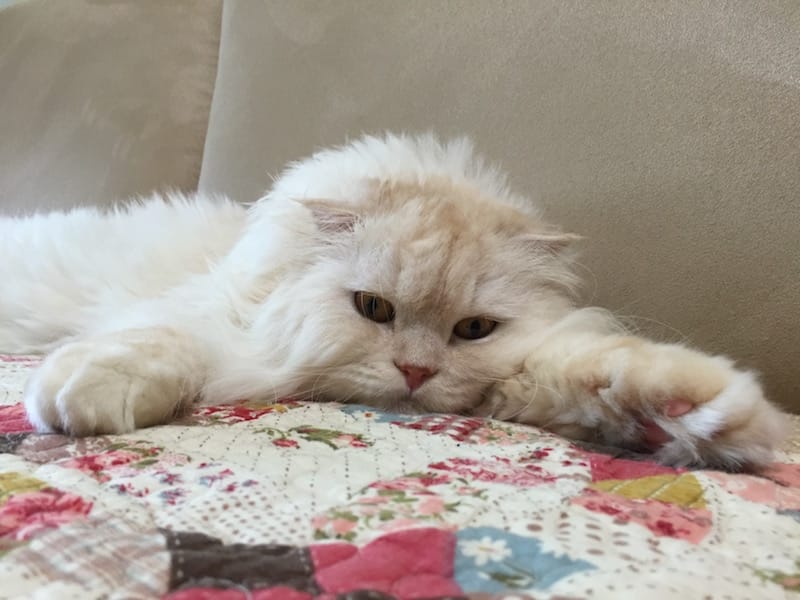 IMG_5822.jpg IMG_5822.jpg