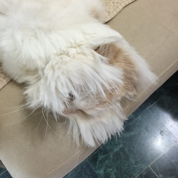 IMG_2231.jpg IMG_2231.jpg