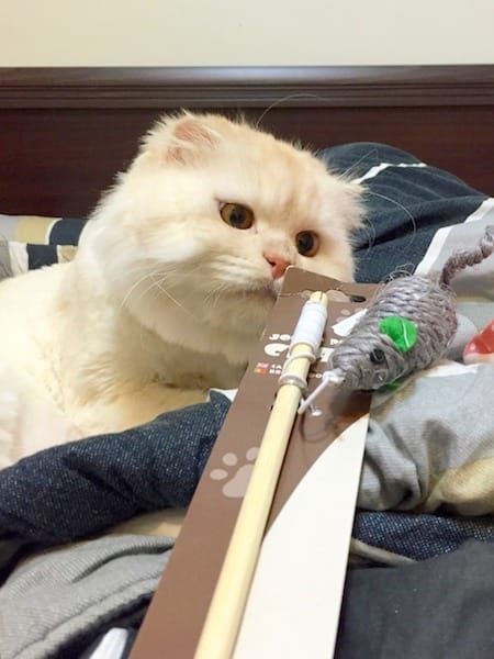 IMG_3678.jpg IMG_3678.jpg