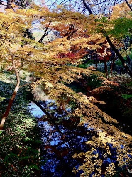 2025-11-29 東京親子賞楓旅Day3-1 六義園與螃蟹道樂