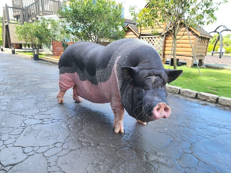 2022-09-25 [宜蘭] 親水89饗樂民宿住在動物園