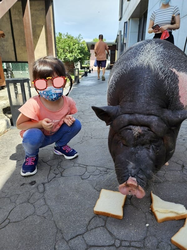2022-09-25 [宜蘭] 親水89饗樂民宿住在動物園