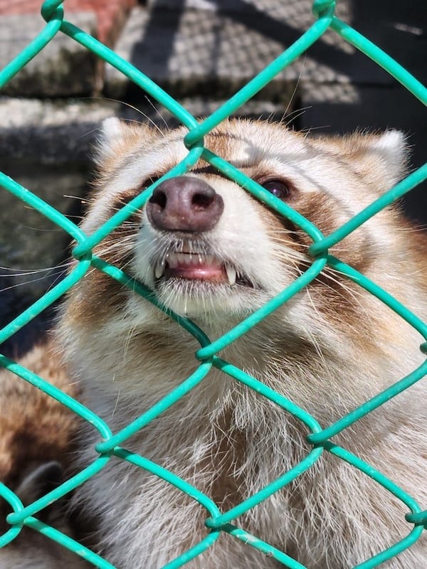 2022-09-25 [宜蘭] 親水89饗樂民宿住在動物園