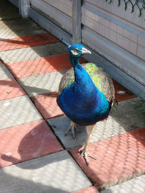 2022-09-25 [宜蘭] 親水89饗樂民宿住在動物園