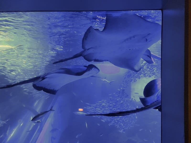 2023-11-21 東京親子賞楓旅Day3 橫濱八景島海島