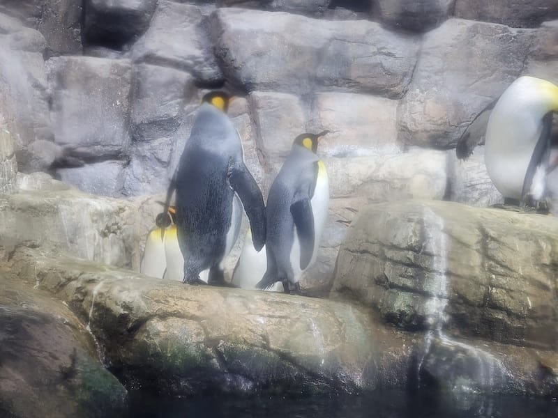 2023-11-21 東京親子賞楓旅Day3 橫濱八景島海島