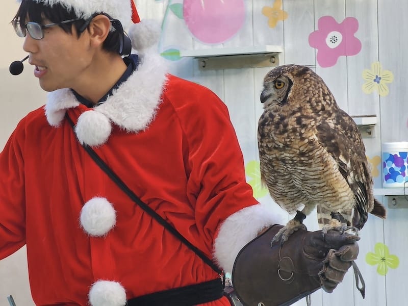 2023-11-21 東京親子賞楓旅Day3 橫濱八景島海島