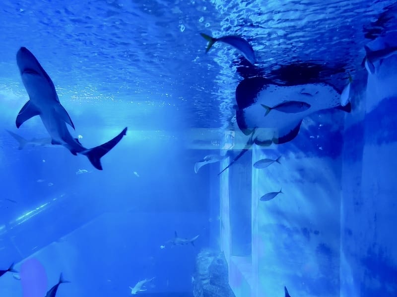 2023-11-21 東京親子賞楓旅Day3 橫濱八景島海島