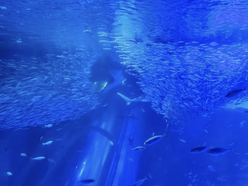 2023-11-21 東京親子賞楓旅Day3 橫濱八景島海島