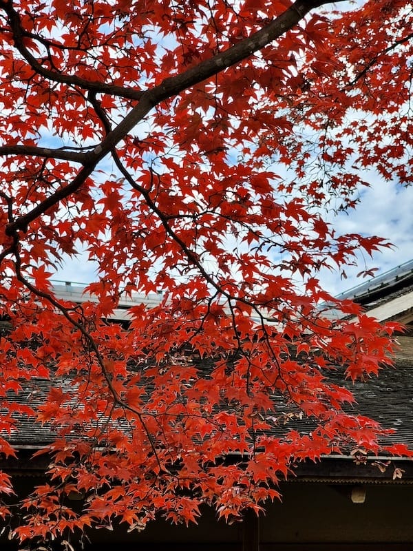 2023-11-23 東京賞楓旅Day5 昭和紀念公園銀杏步