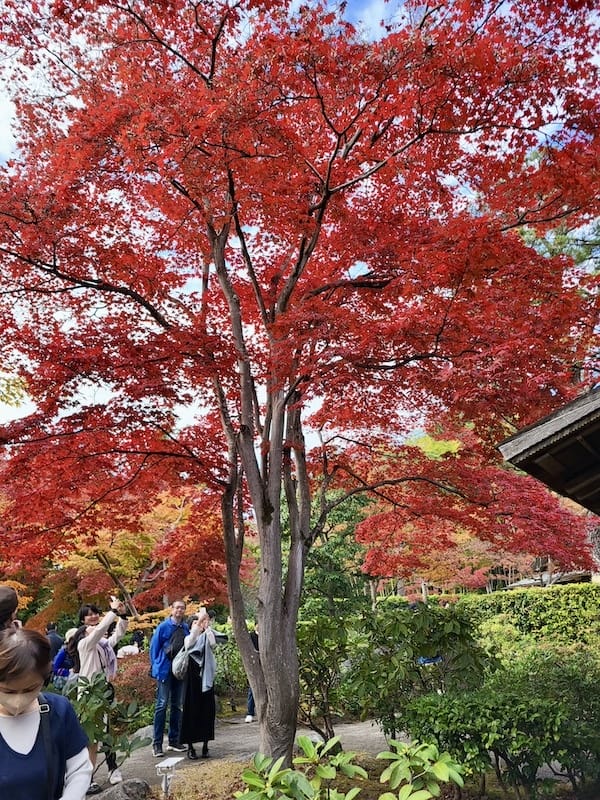 2023-11-23 東京賞楓旅Day5 昭和紀念公園銀杏步