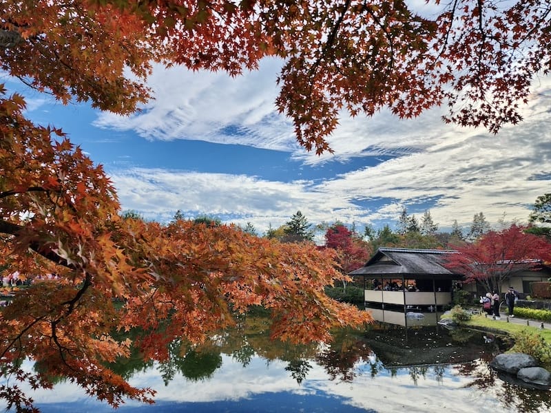 2023-11-23 東京賞楓旅Day5 昭和紀念公園銀杏步