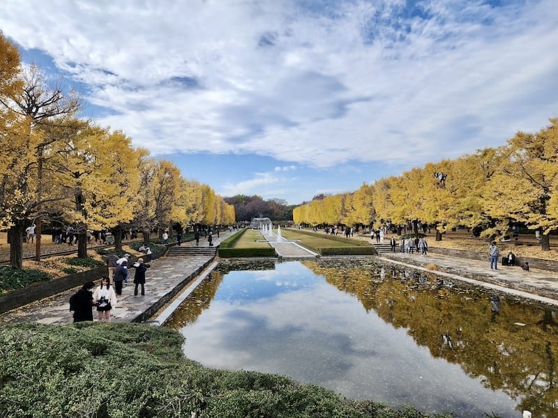 2023-11-23 東京賞楓旅Day5 昭和紀念公園銀杏步