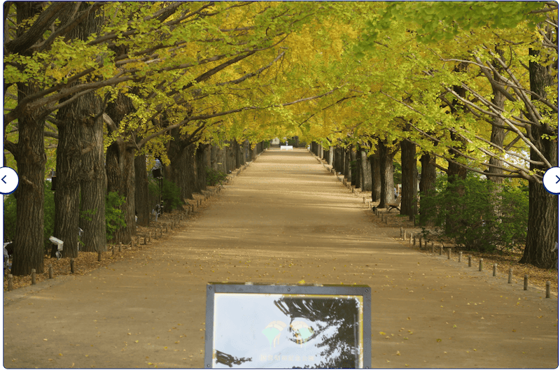 2023-11-23 東京賞楓旅Day5 昭和紀念公園銀杏步