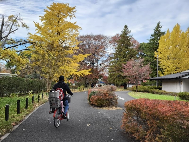 2023-11-23 東京賞楓旅Day5 昭和紀念公園銀杏步