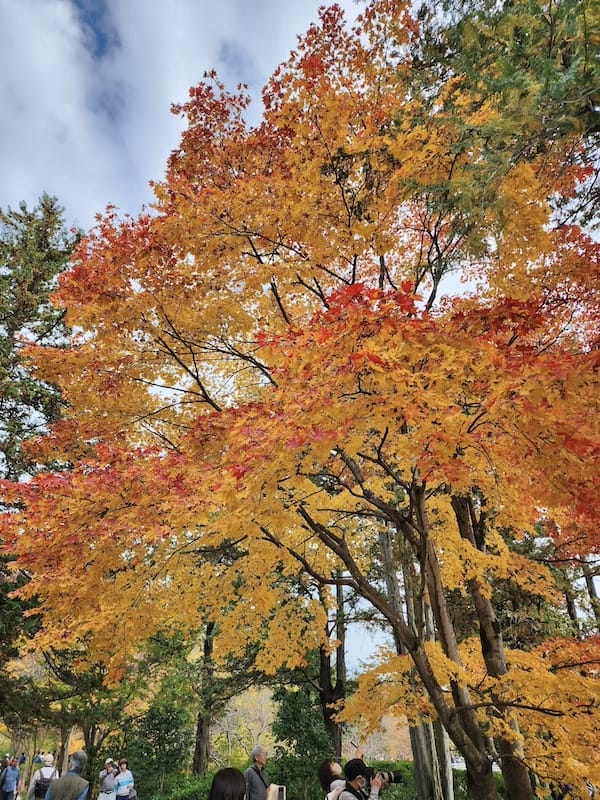 2023-11-23 東京賞楓旅Day5 昭和紀念公園銀杏步