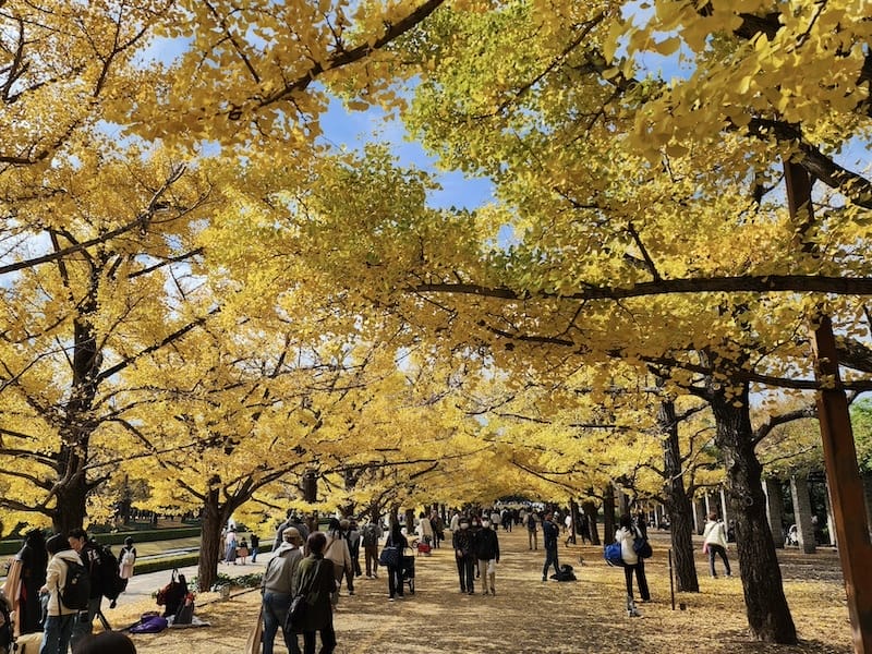 2023-11-23 東京賞楓旅Day5 昭和紀念公園銀杏步