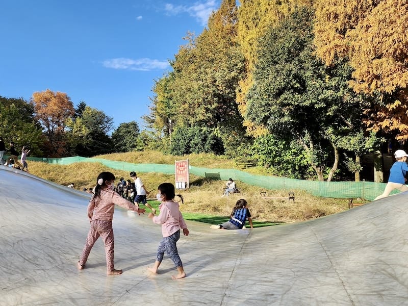 2023-11-23 東京賞楓旅Day5 昭和紀念公園銀杏步