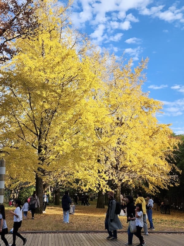 2023-11-23 東京賞楓旅Day5 昭和紀念公園銀杏步
