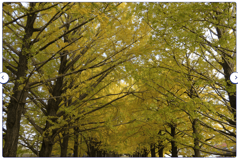2023-11-23 東京賞楓旅Day5 昭和紀念公園銀杏步