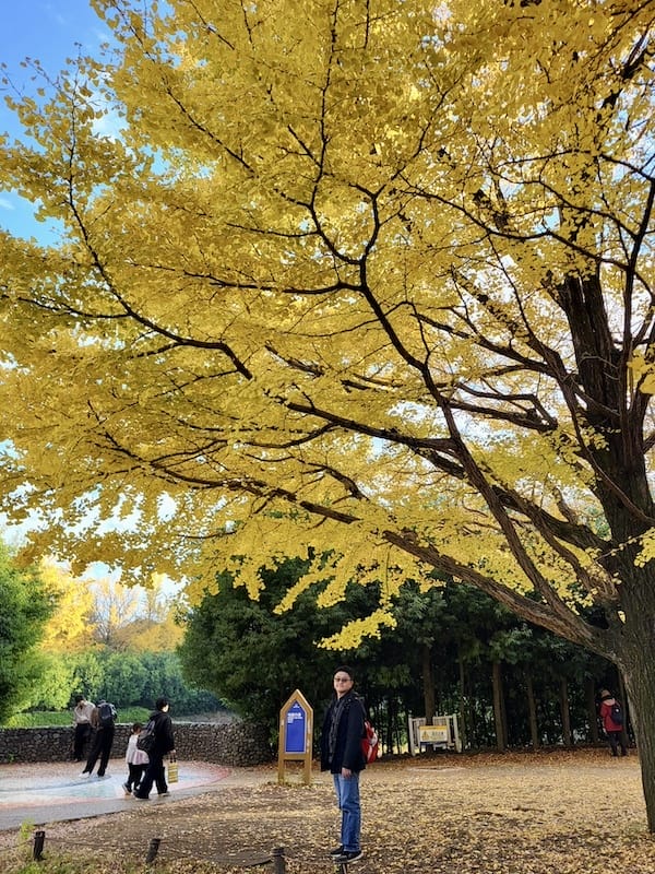 2023-11-23 東京賞楓旅Day5 昭和紀念公園銀杏步