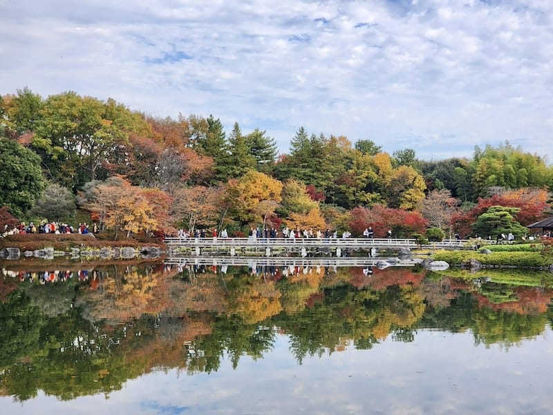 2023-11-23 東京賞楓旅Day5 昭和紀念公園銀杏步