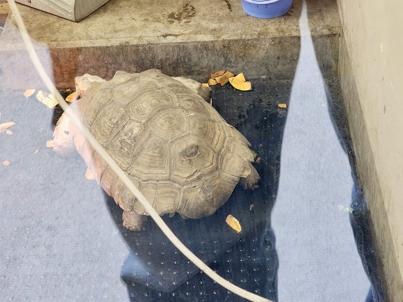 2023-11-24 東京賞楓旅Day6 板橋兒童動物園摸到