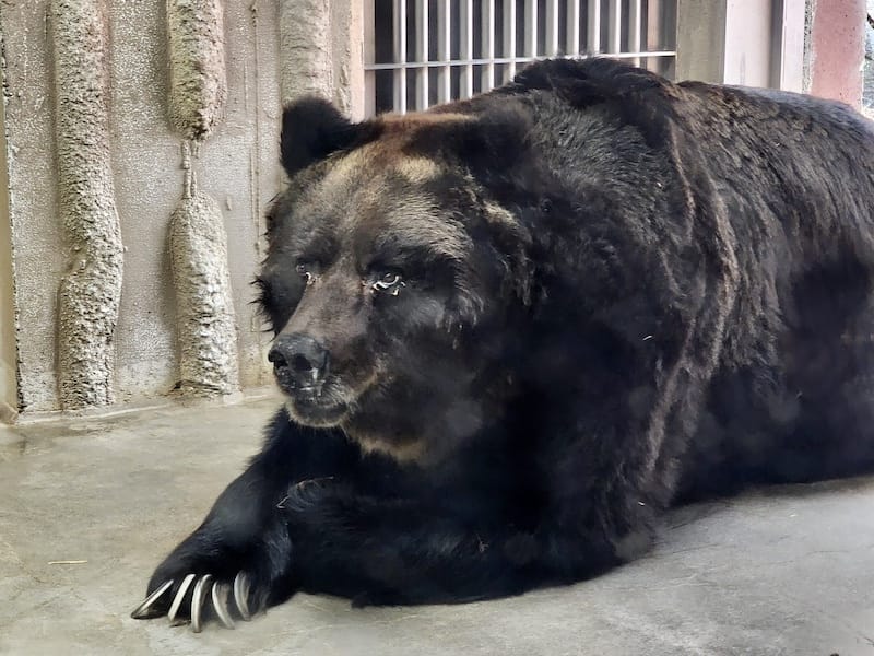 2024-03-28 名古屋賞櫻旅Day2 東山動植物園+熱