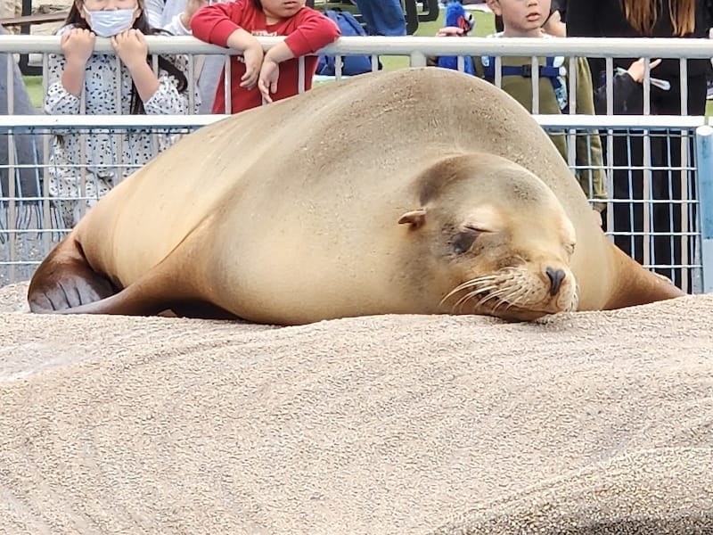 2024-03-28 名古屋賞櫻旅Day2 東山動植物園+熱