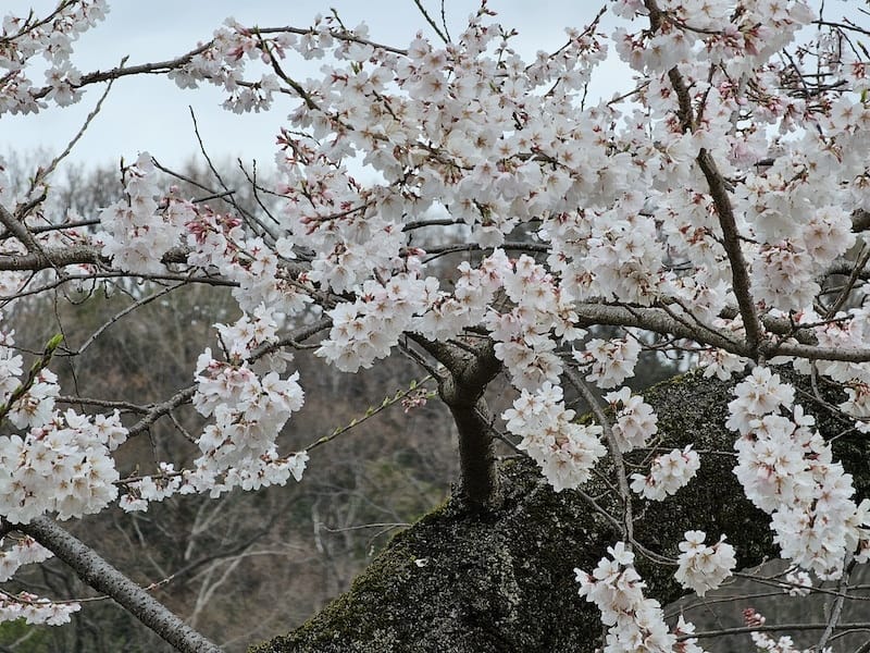 2024-03-28 名古屋賞櫻旅Day2 東山動植物園+熱
