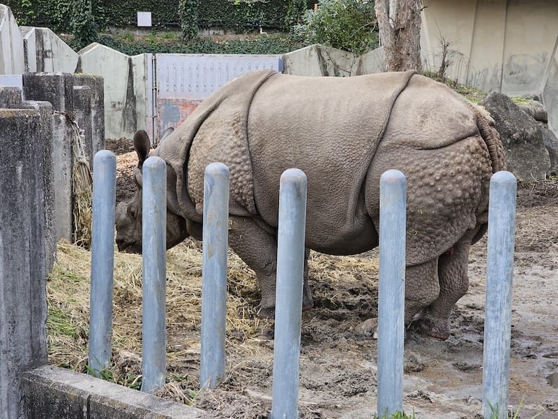 2024-03-28 名古屋賞櫻旅Day2 東山動植物園+熱