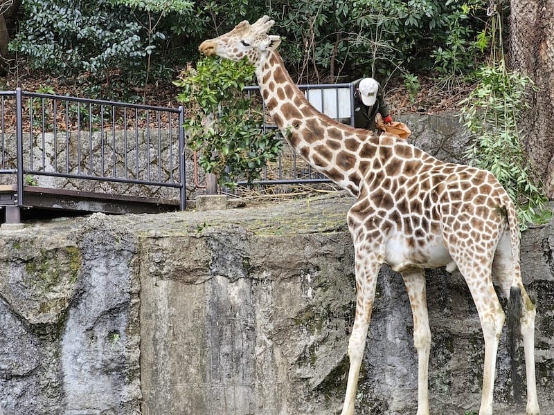 2024-03-28 名古屋賞櫻旅Day2 東山動植物園+熱