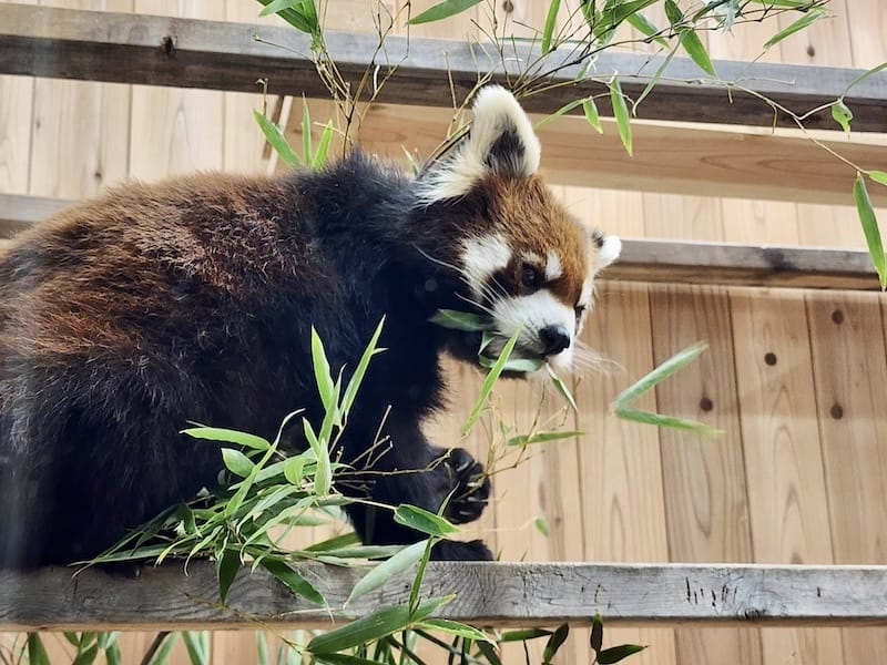 2024-03-28 名古屋賞櫻旅Day2 東山動植物園+熱