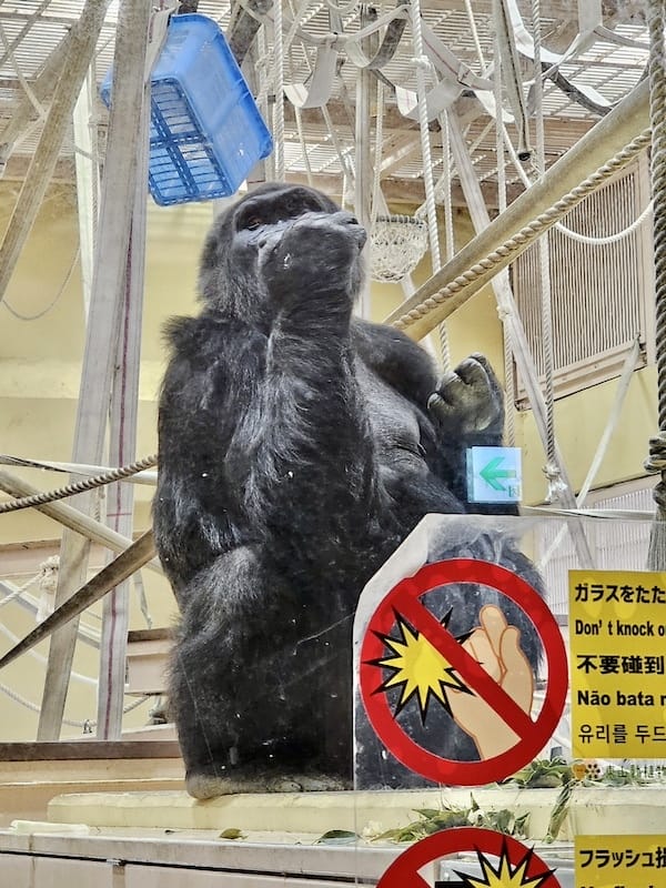 2024-03-28 名古屋賞櫻旅Day2 東山動植物園+熱
