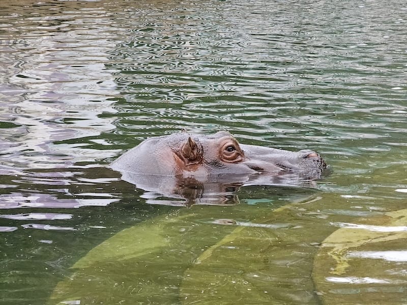 2024-03-28 名古屋賞櫻旅Day2 東山動植物園+熱