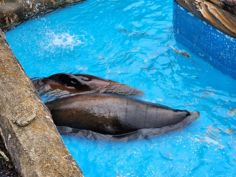 2024-03-28 名古屋賞櫻旅Day2 東山動植物園+熱