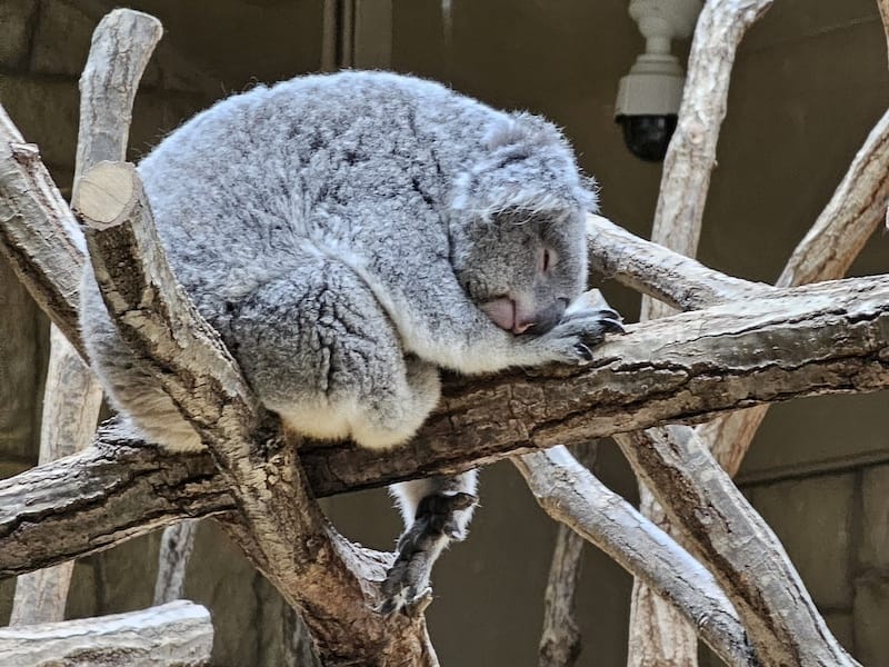 2024-03-28 名古屋賞櫻旅Day2 東山動植物園+熱