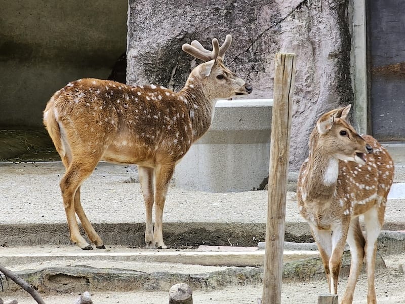 2024-03-28 名古屋賞櫻旅Day2 東山動植物園+熱