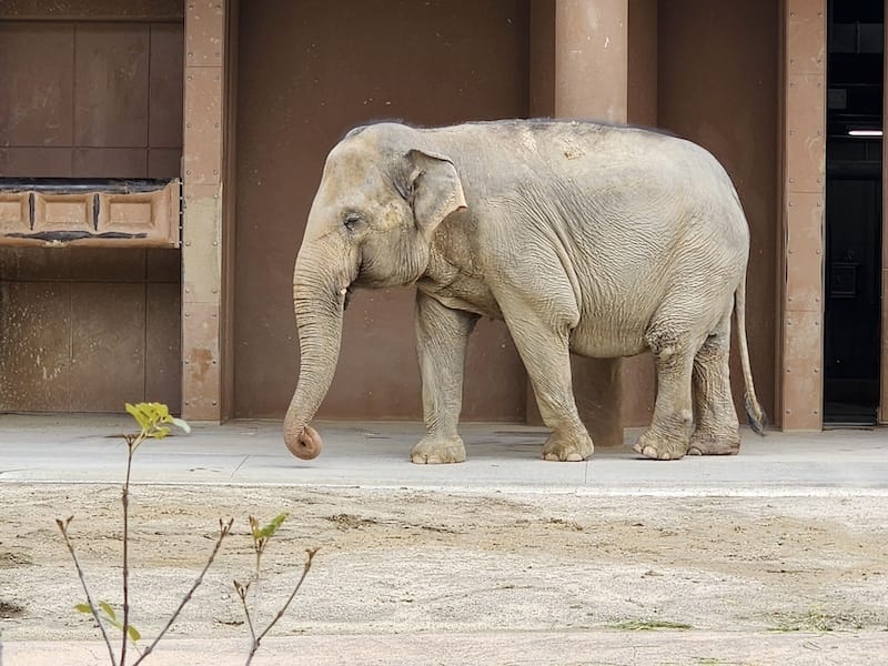 2024-03-28 名古屋賞櫻旅Day2 東山動植物園+熱