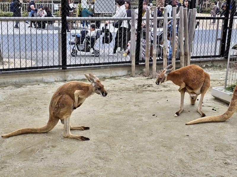 2024-03-28 名古屋賞櫻旅Day2 東山動植物園+熱