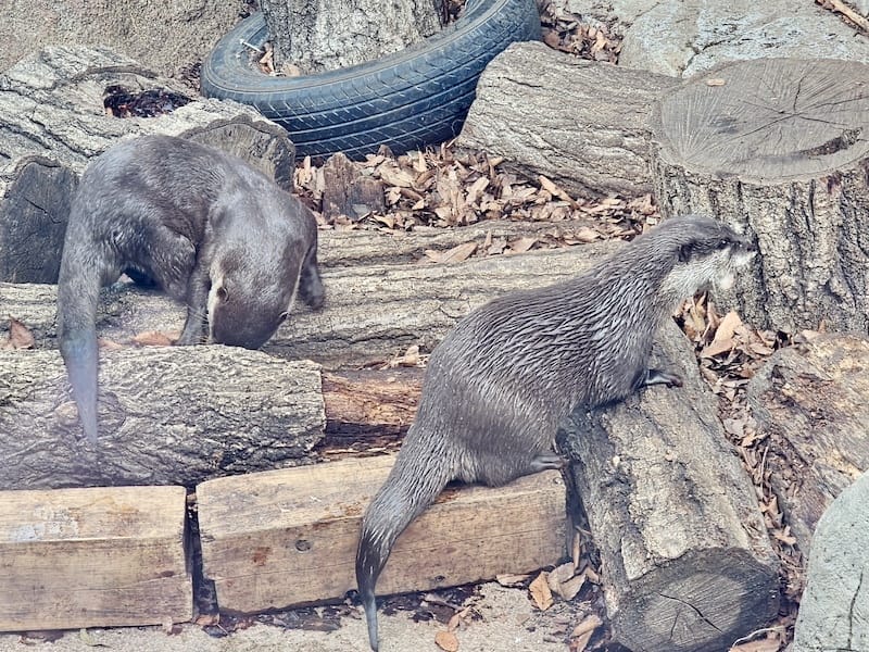 2024-03-28 名古屋賞櫻旅Day2 東山動植物園+熱