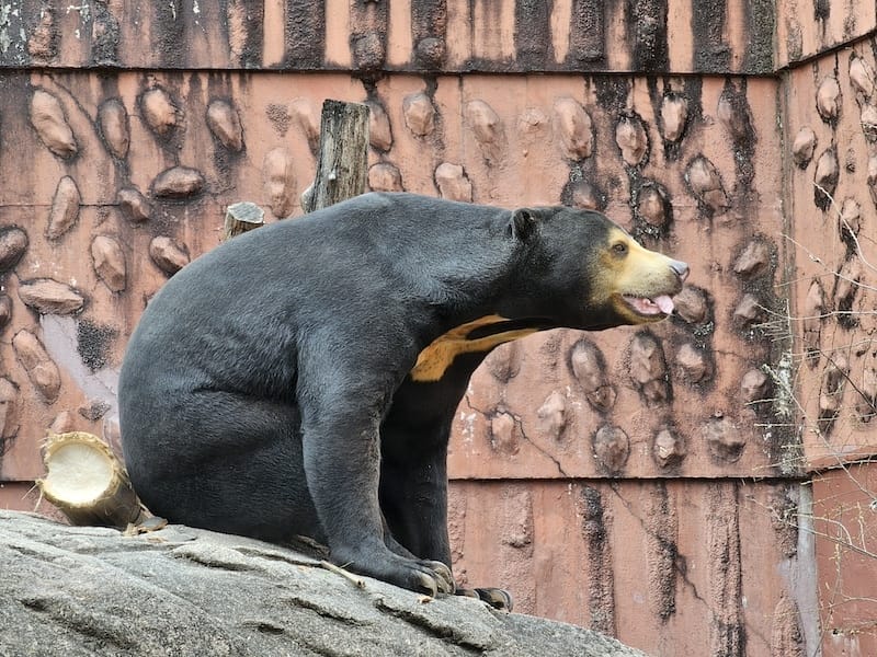 2024-03-28 名古屋賞櫻旅Day2 東山動植物園+熱