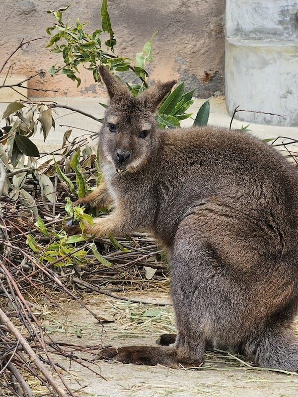 2024-03-28 名古屋賞櫻旅Day2 東山動植物園+熱