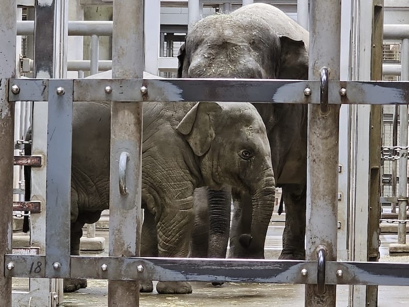 2024-03-28 名古屋賞櫻旅Day2 東山動植物園+熱