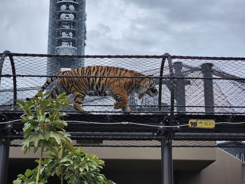 2024-03-28 名古屋賞櫻旅Day2 東山動植物園+熱